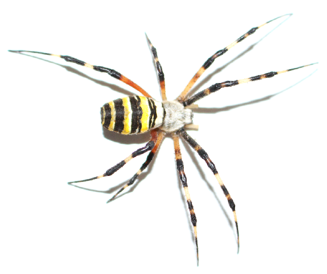 wasp spider